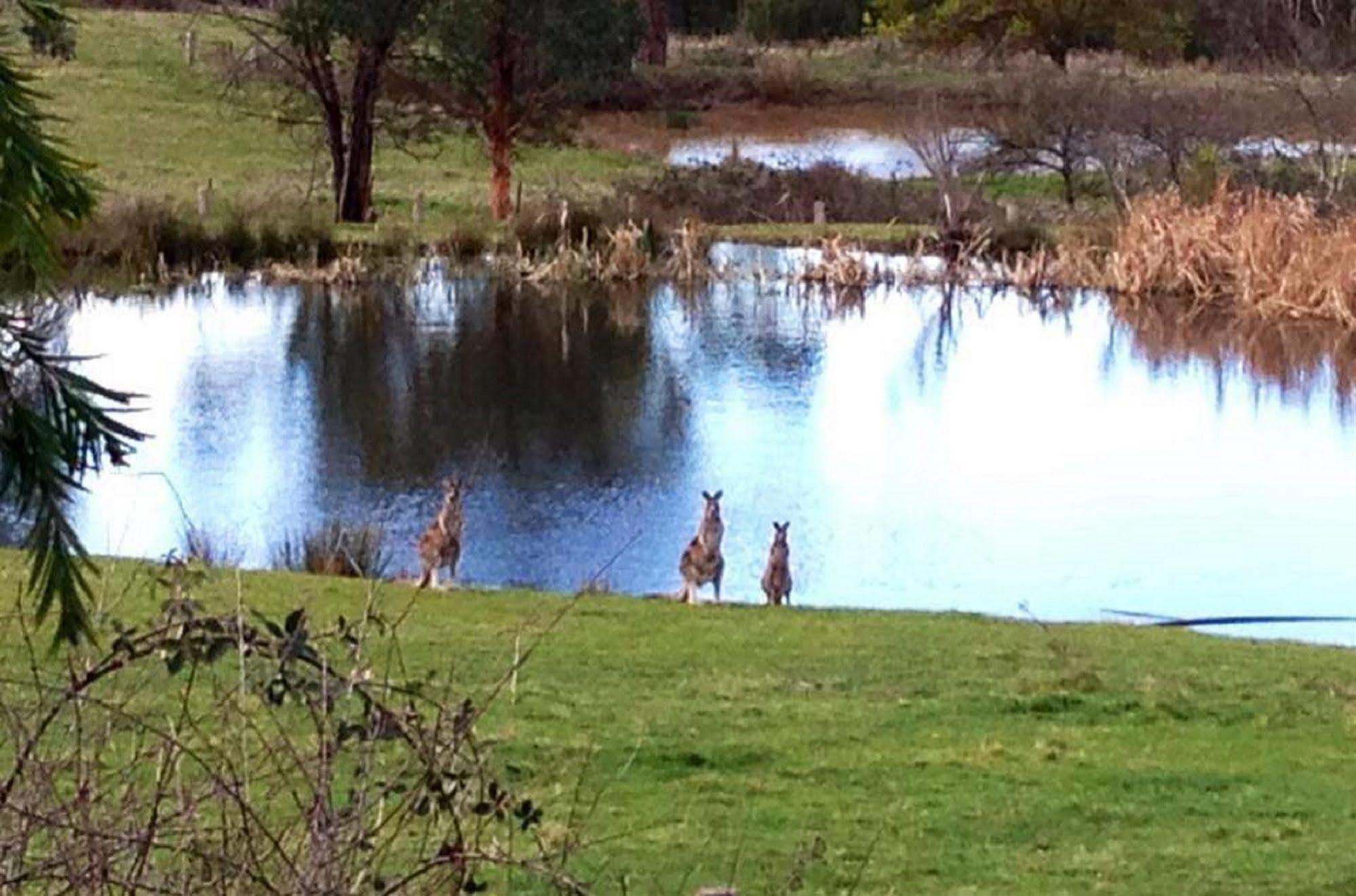 Australian Home Away @ Wonga Park Brushy Creek Zewnętrze zdjęcie